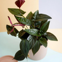 Tanaman hias Syngonium hitam / Syngonium Erythrophyllum