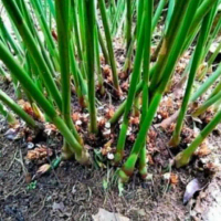 bibit unggul kapulaga hibrida merah-bibit pilihan super Rametuk01