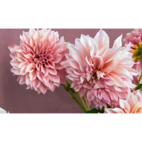 5 Biji Segar Benih Bunga Dahlia 'Cafe au Lait Royal' Flower Dahlia Seed - 5 Seed