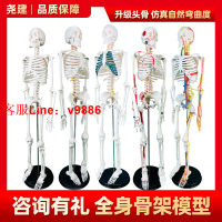 【最低價】【公司貨】人體骨骼模型骨架小白全身脊椎仿真醫學結構解剖骷髏脊柱兒童玩具