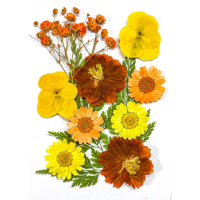 【A-ONE 匯旺】壓花材料 乾燥花材料 壓花 押花 手工壓花 植物 壓花DIY 乾花書籤