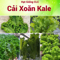 Hạt giống cải xoăn kale trồng 1 lần ăn cả đời CLC