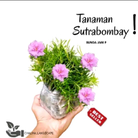 artifycal sutra bombay - artifycal sutra bombay sby