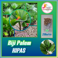 Biji Palem Kipas