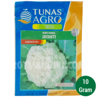 Benih Bungkul Jayanti @10 gram