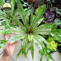 tanaman hias kadaka variegata sarang burung - kadaka varigata