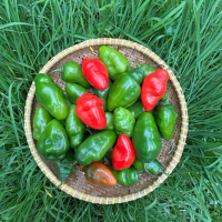 cabe gendot segar bandung termurah