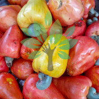 bibit tanaman buah jambu mente-bibit jambu monyet-bibit buah mente