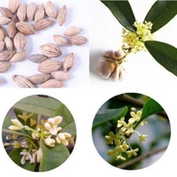 桂花種子四季桂花八月桂四季播種K&J