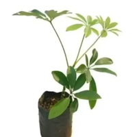 Tanaman walisongo daun hijau