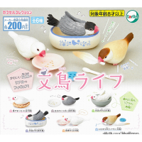全套6款 日本正版 文鳥的日常生活 扭蛋 轉蛋 白文鳥 櫻文鳥 禾雀 動物模型 tarlin - 181010