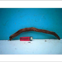 Kayu Santigi Gunung Mini - Material Kayu