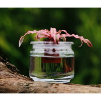 【水田農場】粉紅絨葉鳳梨  粉色絨葉鳳梨 絨葉鳳梨 室內植物 觀葉植物 水耕植物