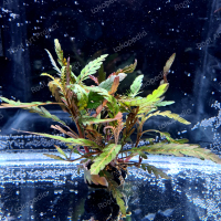 hygrophila pinatifida wabikusa | aquascape media wabikusa