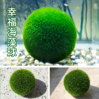 海藻球微景觀生態瓶魚缸水培植物球藻創意迷你花卉水生裝飾