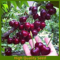 Black Cherry Tree Seeds-20pcs Sweet Cherry Seeds Shrub Prunus Cerasus Cherry-Tree Edible Fruit