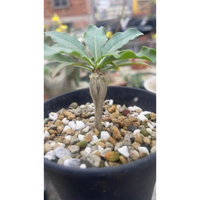 魯尼拉福桂花 短莖福桂花 Fouquieria leonilae 當年採收 種子