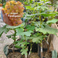 indukan Bibit Anggur Transfigurasi import batang besar Siap Tanam Rasa Buah Segar Manis Lembut Hasil