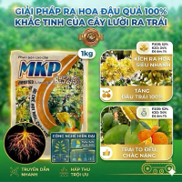 [1KG Phân bón MKP 0-52-34] Siêu Kích Hoa - Giải Pháp Ra Hoa Đậu Quả 100% Khắc Tinh Cây Lười Ra Trái,