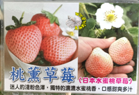 [日本水蜜桃草莓盆栽 桃薰草莓苗 粉白草莓盆栽] 5-6寸盆 新品種草莓苗 ～季節限定~ 先確認有沒有貨再下標!