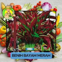 Benih Sayuran Bayam Benih Sayuran Bayam Daun Merah
