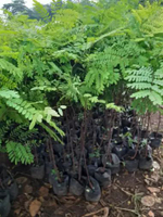 1m - Bibit Tanaman Saga - Tanaman Herbal Daun Saga Harga Murah