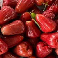 Jambu Citra Grade A Asli Pati Buah Asli Dengan Kualitas Grade A dari Pati