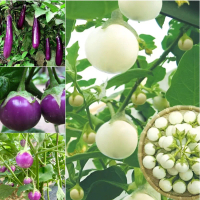 Hạt giống CÀ TÍM DÀI, CÀ TÍM TRÒN, CÀ PHÁO - Nảy Mầm Cao, Dễ Trồng, Chất Lượng Tốt