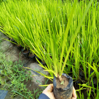 Bibit tanaman dlingo/jeringau/dringo