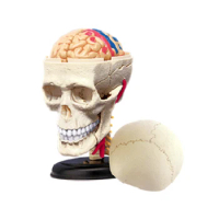 4D Human Skull Anatomical Model Assembled Human Organ Anatomy Model DIY Puzzles Assembling Toy Medical Supplies and Equipment