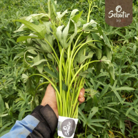 Bibit ubi jalar Stek ubi madu Cilembu / ubi rancing isi 10 batang