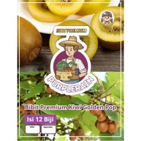 Bibit Premium Kiwi Golden Pop | Benih Kiwi Kuning | Bibit Kiwi Gold