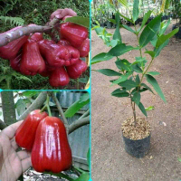 TANAMAN JAMBU CITRA SUPER PREMIUM DENGAN KUALITAS TERBAIK (bbt tanaman jambu air citra)
