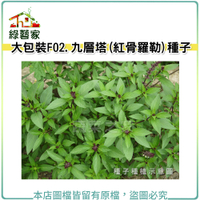 【綠藝家】大包裝F02.九層塔 (紅骨羅勒)種子15克