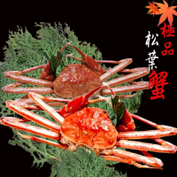【海之醇】新產季-熟凍整隻正松葉蟹1隻(700-800g/隻)