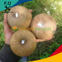 Bibit sawo jumbo unggul Bibit Unggulan