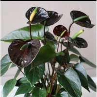 Tanaman hias anthurium mickey mouse black mansion /