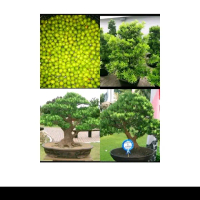 Biji benih pohon lohansung mawar / bahan bonsai