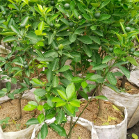 taneman jeruk sonkit jeruk kunci/taneman jeruk murah Benih Pohon