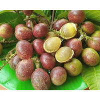 Bibit Buah Matoa Super Manis Asli Siap Tanam Indukan Sendiri