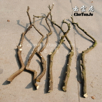 天然本色木色干樹枝樹干 裝飾樹枝枯枝枯木道具樹枝干枝 帶皮樹枝