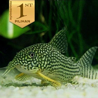 Corydoras Strebai Indukan Jumbo ! Indukan Gendut (Isi 2) Ikan Hias Hiasan Aquascape