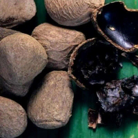 Kluwek Picung Pucung Kepayang Siap Olah Bumbu Masakan Rawon