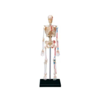 4D Master Human Skeleton Anatomy Model Skeleton puzzle Assembling Toy Medical Teaching Aid Laboratory Education Equipment master