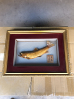 日本回流魚標本畫一個，尺寸如圖。