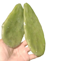 Keratan benih Kaktus Giant [Stock Baru-Pokok Stabil] - Tahan Hujan & Panas - Flower