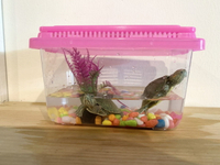 新款巴西龜活物彩色小烏龜中華草龜孩童玩伴送七彩石頭粉色手提缸