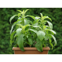 tanaman herbal stevia / pemanis alami bibit Daun Manis Herbs Stevia Rebaudiana (Candy Leaf)