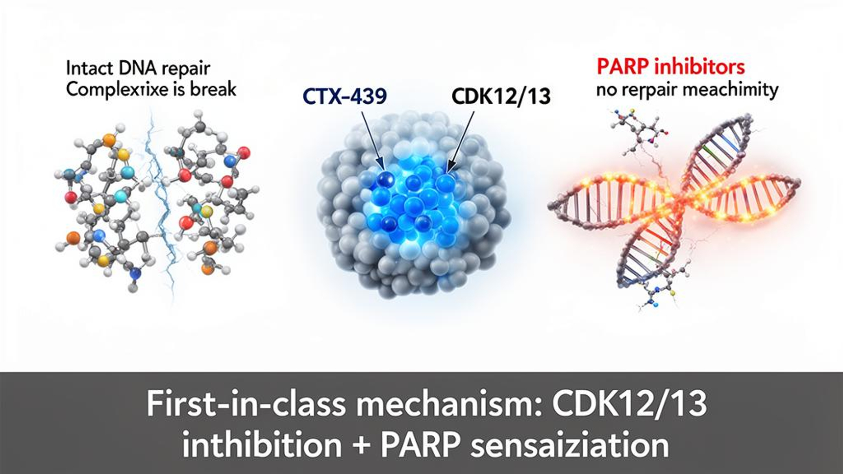 Chordia Therapeutics Publishes Novel Mechanism of CDK12 Inhibitor CTX ...