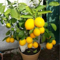 Bibit Tanaman Buah Jeruk Lemon California Okulasi - Lemon California Harum - Lemon California Premiu